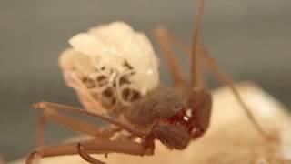 Thumbelina (Charinus acosta) had her babies!!