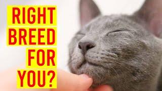 7 Reasons Why The Russian Blue Cat Breed Is The Right One For You/ All Cats