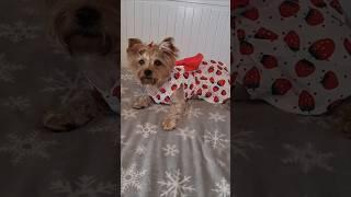 Платья и солнечные  очки  для Йорка#shorts #york#йорк#йорк_фанни#платья_для_йорка#платья_для_собак#