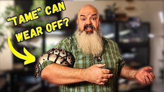 How to KEEP your snake tame