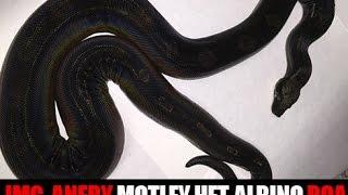 Black Boa Update at Palumbo's Pythons & Boas