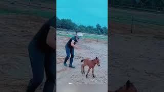 funny horse #funnyanimals  #funnyvideos #funny#horse  #funnyhorse#animals