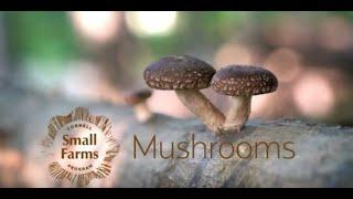 Community Mushroom Educator Training Launches in 2020