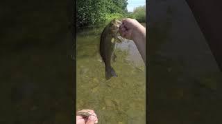 Fish for thought ￼