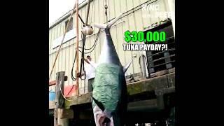 Two Giants Lost, $30,000 Day at Sea?! Who Won the Tuna Showdown?