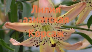 Лилия азиатская Корсаж (lilium asiatic corsage)  Корсаж обзор: как сажать, луковицы лилии Корсаж