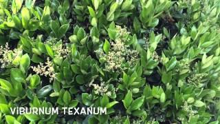 Ligustrum texanum. Garden Center online Costa Brava - Girona.