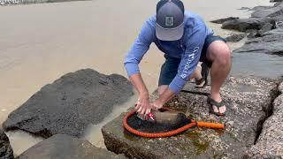 CCA Texas STAR Tournament 2021: How To CLIP Tag from Tagged Redfish
