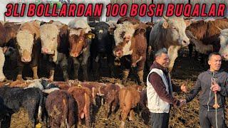 3LI BOLLARDAN 100 BOSH YEMGA TAYYOR BUQALAR 🫵🫡