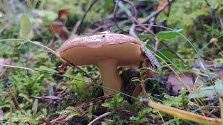 Маслёнок зернистый (Suillus granulatus). Как выглядит гриб на месте произрастания.