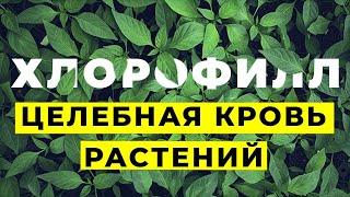 ХЛОРОФИЛЛ: ЗА ЧТО ЕГО ЛЮБЯТ?| Вопрос Доктору