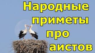 Народные приметы про аистов.