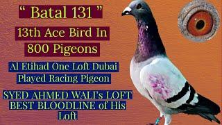 Bird No. 1 | Batal 131 | International Played Racing Pigeon | Al Etihad One Loft Dubai | Ahmed Wali