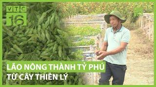 Lão nông thành tỉ phú từ cây hoa thiên lý | VTC16