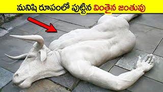  వింతగా పుట్టిన ఆవులు | Cows That Are Born Only Once In a Thousand Years | animals videos | facts