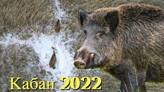 Охота на Кабана 2022 "Разведка" Нашли много трофейных секачей! 4K