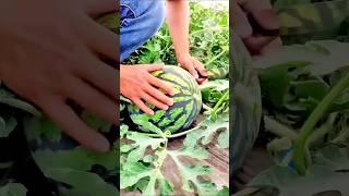 SWEET VOICE ️#nature #quran #fruit #shortsfeed #shorts