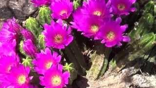 Hedgehog Cactus Flowers - Echinocereus viereckii