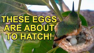 Don’t Miss These HUMMINGBIRD EGGS Hatching! Raindrop Is Back!