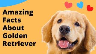 Top 10 Amazing Facts About Golden Retriever