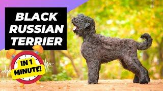 Black Russian Terrier - In 1 Minute!  One Of The Biggest Dog Breeds In The World | 1 Minute Animals