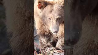 Cinnamon Bear Feasts on Fresh Salmon! Kokanee Salmon Run  #wildlife                       #animals