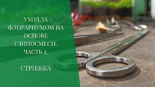 Уход за флорариумом на основе глиносмеси. Часть 2. Стрижка