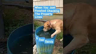 When your bulldog is thirsty with Random Randy #bulldog #thirsty #rainwater