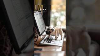 Pugs at Work: The Rise of the Office Dog