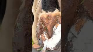 ASMR - Horse sole cleaning (Satisfying)