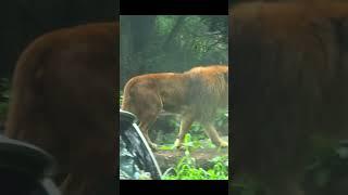 Roaring Majesty: The Proud Lion's Walk #lion #viral #shorts