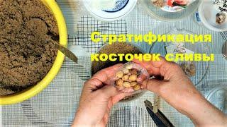 Стратификация косточек сливы и испытание прививочной ленты