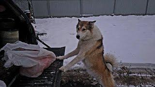 В сумерках с лайками и утками