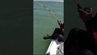 A BENDED ROD #fishing #mdqteam#KAYAK #kayakfishing #kayakfishing