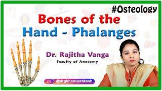 Bones of the Hand - Phalanges (Upper limb Osteology)