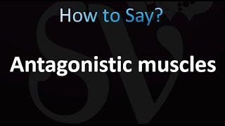 How to Pronounce Antagonistic muscles