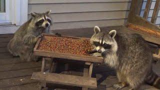 Monday 23 June Diner had a full house of Raccoons