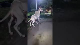 PENAMPAKAN HEWAN MISTERIUS #horor #unik #short #penampakan #ghost