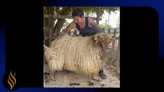 Big Ram-Fat Tail-Long Locks-Chill Shear