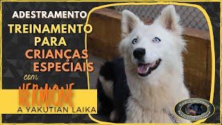 HERMIONE - Yakutian Laika - Treinamento para Crianças Especiais