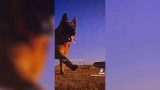 Подборка видео про собак / Доберманы и немецкие овчарки в Тик Ток / Dobermans and German Shepherds