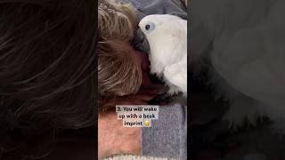 Never fall asleep around a parrot  #parrot #animals #birds #adoptdontshop #shorts #youtubeshorts