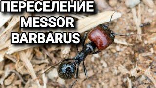 Переселение муравьёв Messor barbarus в Crystal L 3.0. #МуравьиЯрославль