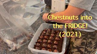 Annual Ritual - Chestnut Seeds into the FRIDGE!!