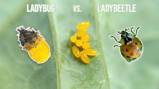 The Life Cycle Of A Ladybug…and my unpredictable experience hatching what I thought was a spider