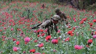 This Week on Americas Now: Poppy fields