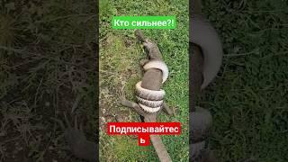 Кто Сильнее?!ЗМЕЯ ИЛИ ЯЩЕРИЦА?! Подписывайтесь на канал! #топ #а4 #животные #shortsvideo #reels