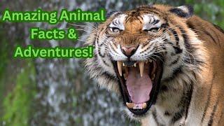 Welcome to Wild Beast Facts!  Channel Trailer