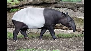 Звук чепрачного тапира.The sound of a black-backed tapir.