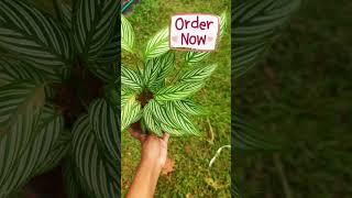 Calathea Vittata For Sale | Contact:6282308685 #calathea #plantsale #plantshorts  #shorts